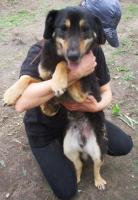Dingo