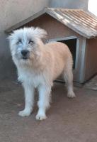 Dixi